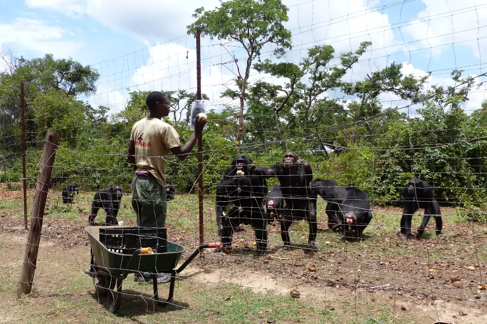 Chimpanzee and wildlife sanctuary